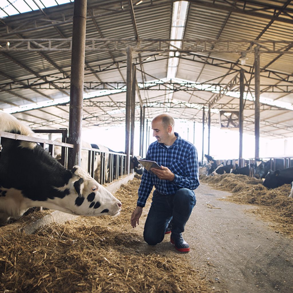 Cattleman holding tablet and observing domestic animals for milk production.